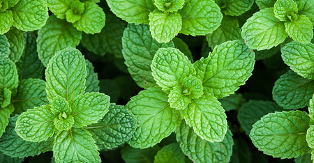 Peppermint